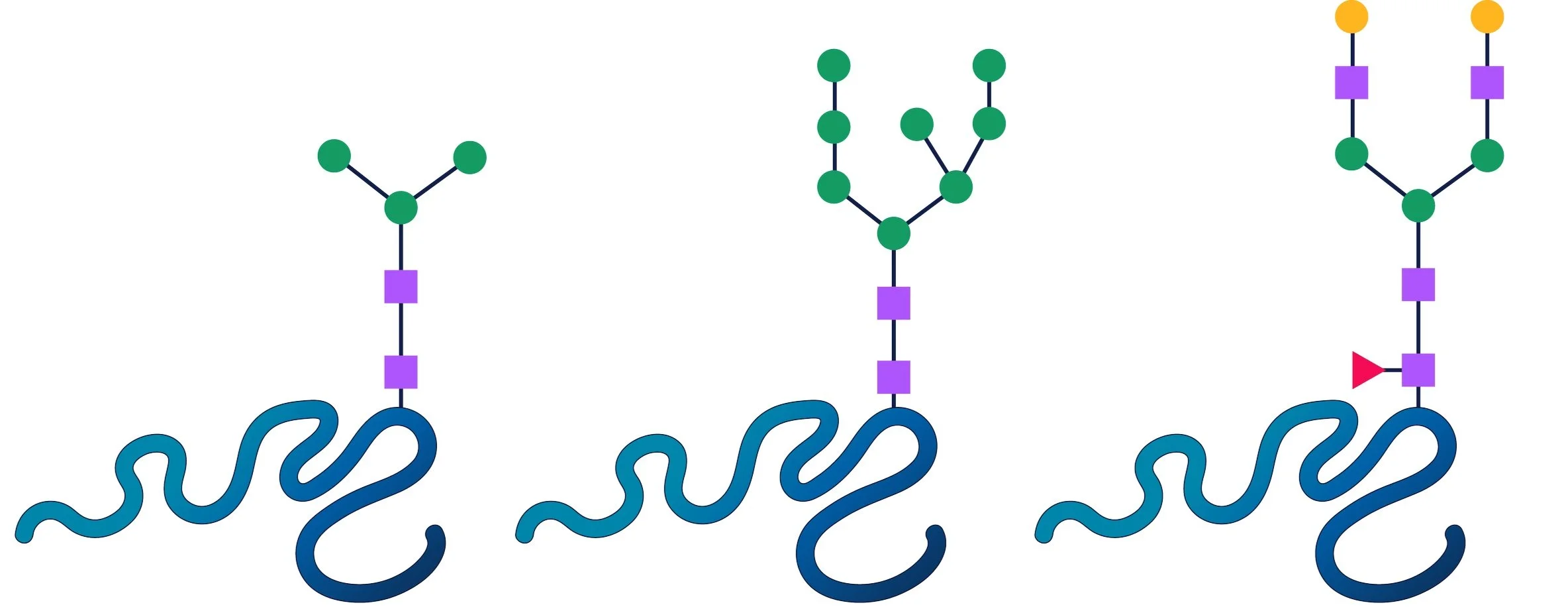 Glycan structures on peptide