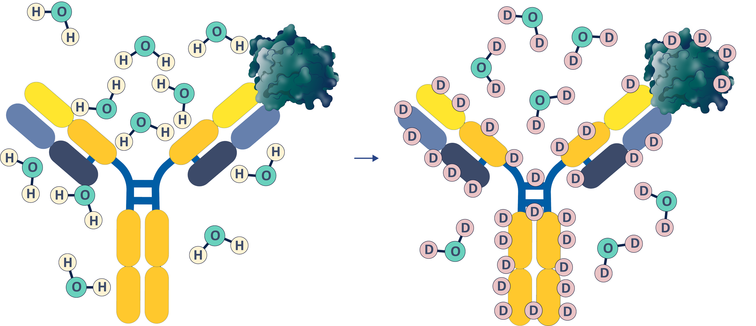 HDX-MS antibody structure with hydrogen and deuterium labels